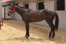 Ȳ�ݷ�Ű (HWANGGEUM LUCKY) ����