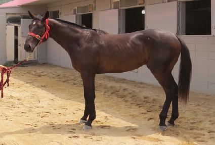 Ȳ�ݷ�Ű ����