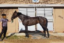 ��ȭ�ǹݼ� (YEONGHWAUI BANSEOK) ����