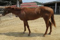 ����轺 (HIDDEN SOCKS) ����