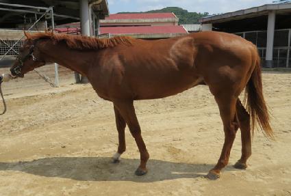 ����轺 ����