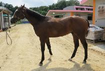 �ο��¸� (ROYAL TAERI) ����