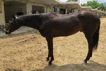 ������� (DADDY KHOZAN) ����