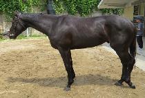 �۷ι����̽� (GLOBAL ACE) ����