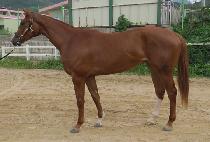 �����轺 (S SOCKS) ����