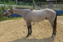 �����ȣ (JEONGSANG BAEKHO) ����