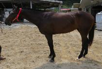 Ʈ����ŷ�� (TRIPLE KINGDOM) ����