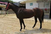 �������� (EUNEO CHUKJE) ����