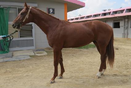 �ĳ�󸶼� ����