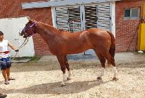 �ĳ�󸶽�Ÿ (PANORAMA STAR) ����