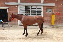 �Ҹ�ġ�� (SO MUCH GO) ����