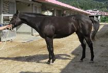 �ο�����ƾ (ROYAL DUSTIN) ����