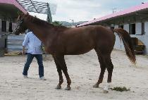 ���ƿº��� (DORAON BULPAE) ����