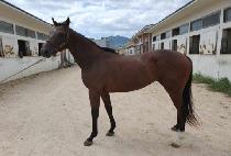 �۷ι�ĵ�� (GLOBAL CANDY) ����