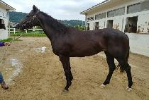 ���������� (QUEEN MARVEL IJI) ����