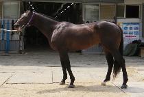 ���� (SUN BOOM) ����