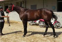 ���ϵ���� (WILD MUSIC) ����