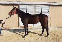 �����ī�� (WORLD CHICAGO) ����