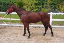 ����Ŀ���帲 (AKER��S DREAM) ����