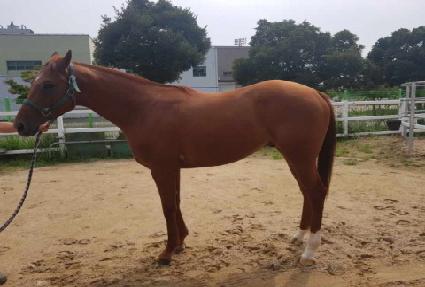 �ַ�����Ʈ ����