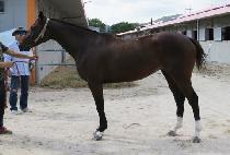 ���½�Ÿ (NANEUN STAR) ����