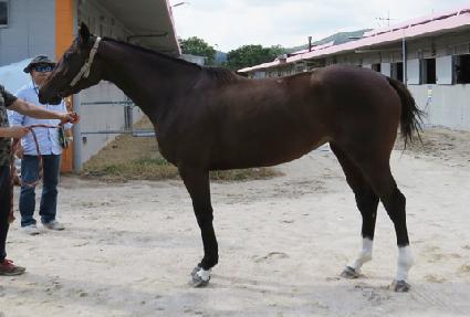 ���½�Ÿ ����