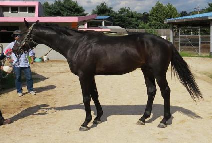 ���̾�轺 ����