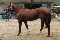 �ǳ�ý��� (PINOT SISTER) ����