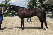 �μյ�ǳ (DUSON DOLPUNG) ����