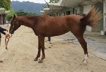 ���縶ī�� (BLUE MACARON) ����