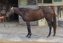 �۷ι���Ű (GLOBAL LUCKY) ����