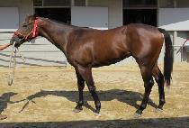 �����ƽ� (PREEMAX) ����