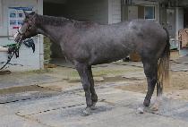 �������� (EUPHORIANG) ����