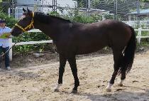 ĸƾ�Ҹ� (CAPTAIN BULLET) ����