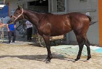 �Ŀ���Ʈ (POWER YACHT) ����