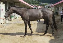 �׷��̵� (GRAYDOL) ����