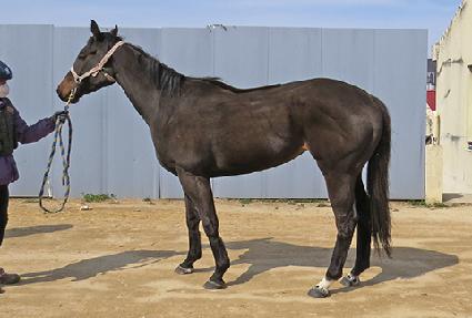 ��Į�翩�� ����