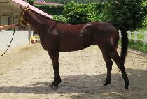 ����ĸƾ (WORLD CAPTAIN) ����