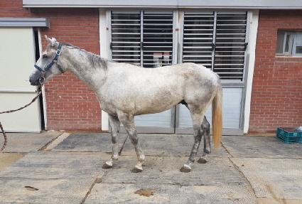 ������ ����