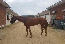 ������ƽ�۷θ� (MAJESTIC GLORY) ����