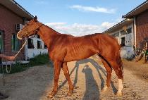 ��Ű���� (ROCKY MAGIC) ����