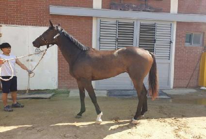 ��Ű��ī�� ����