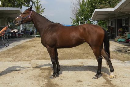 ��Ÿ��ƽ ����