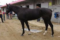 �Ӹ����� (PALACE QUEEN) ����