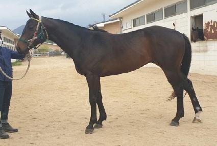 ����ŷ ����