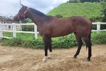 ȭ�����̽� (HWARANG ACE) ����