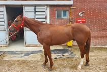 ��õ (YONGCHEON) ����