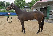 ���ǵ忡�̽� (SPEED ACE) ����