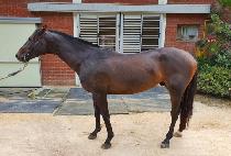 ���ǵ�ε� (SPEED ROAD) ����