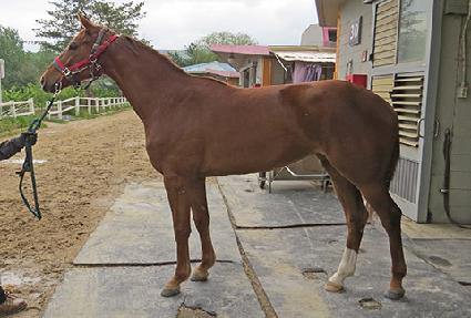 ���ɺ����̵� ����